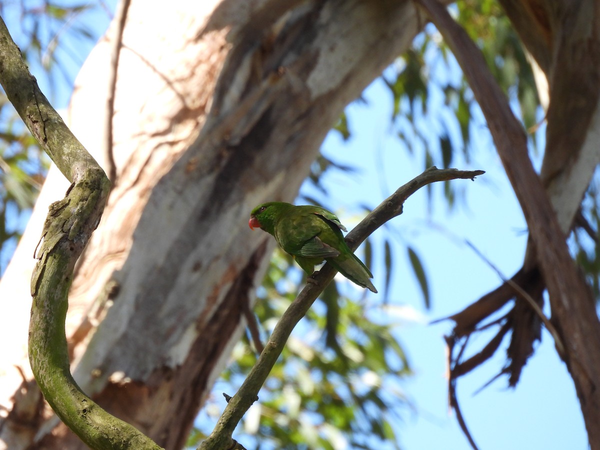 Scaly-breasted Lorikeet - ML642848356