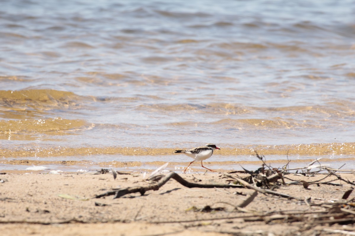 Black-fronted Dotterel - ML642848358