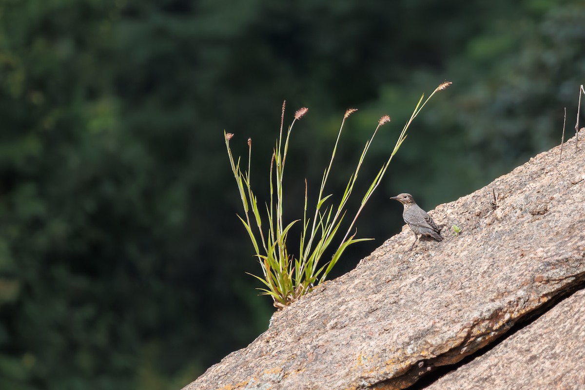Blue Rock-Thrush - ML642848359