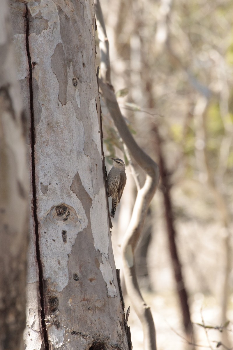 Brown Treecreeper - ML642848360