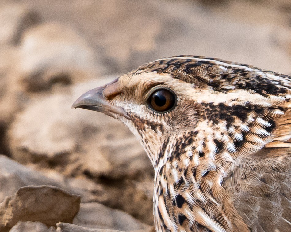 Common Quail - ML642848361