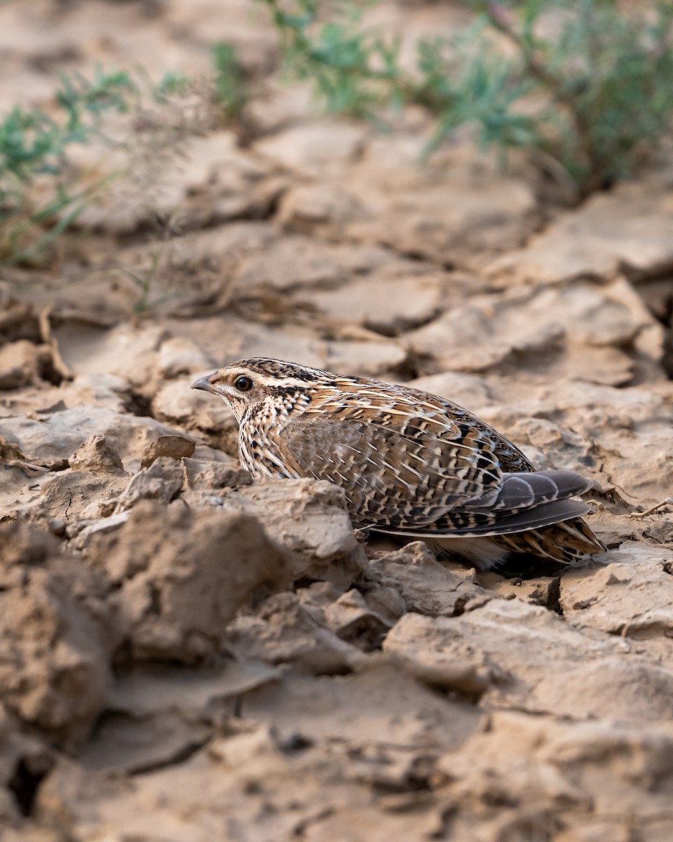 Common Quail - ML642848362