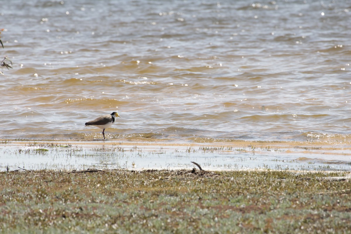 Masked Lapwing - ML642848363