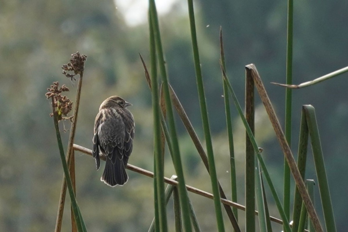Red-winged Blackbird - ML642848364