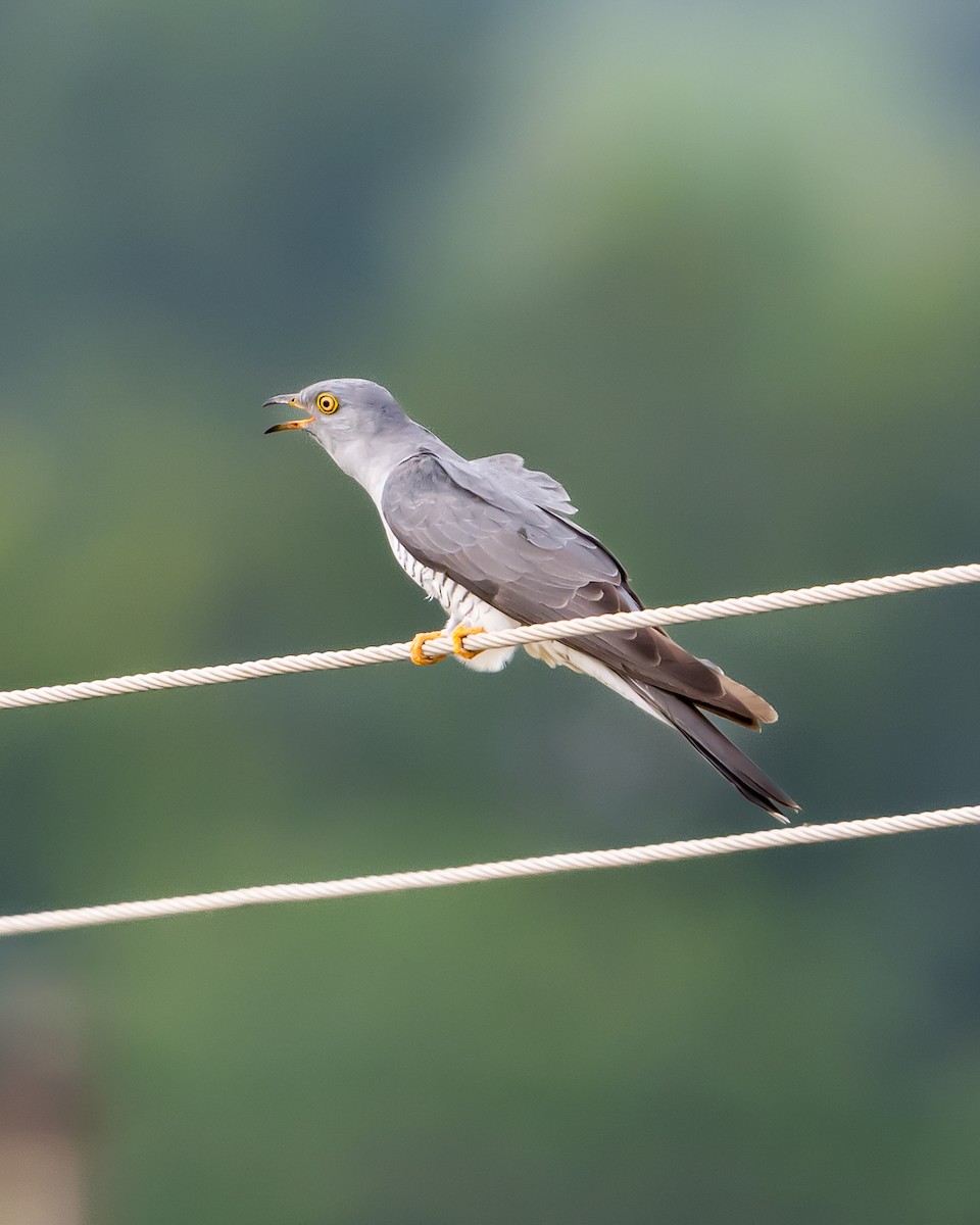 Common Cuckoo - ML642848365