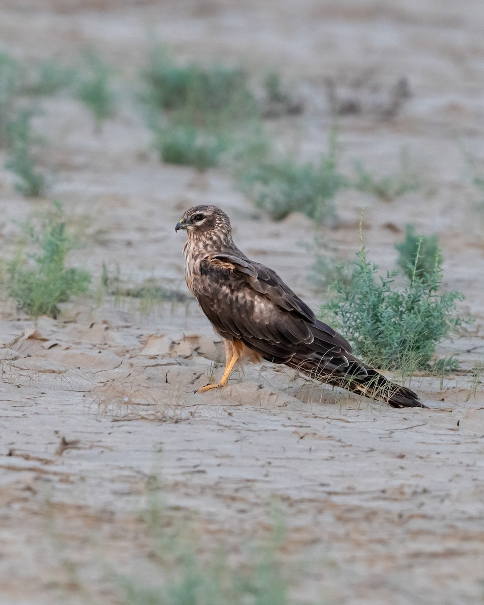 Montagu's Harrier - ML642848366