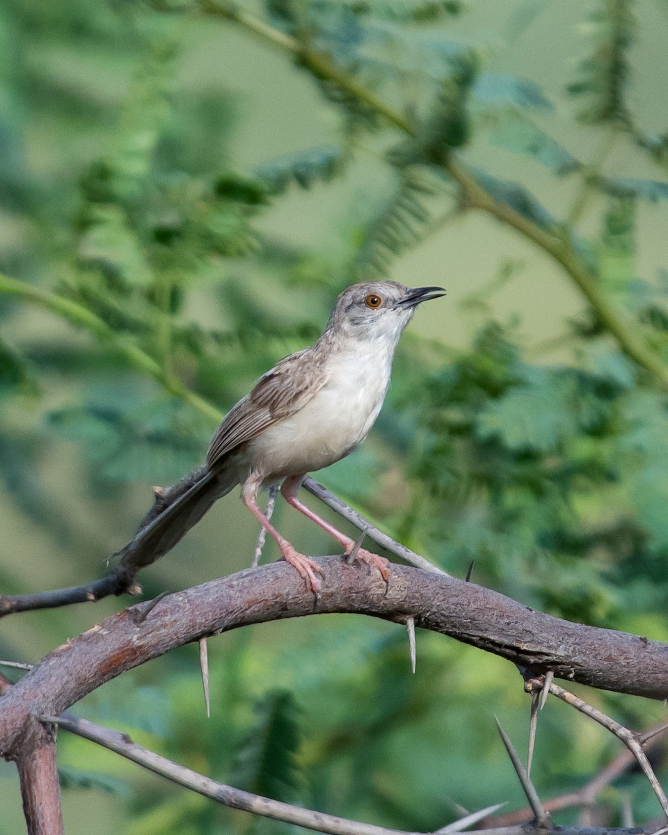 Delicate Prinia - ML642848370