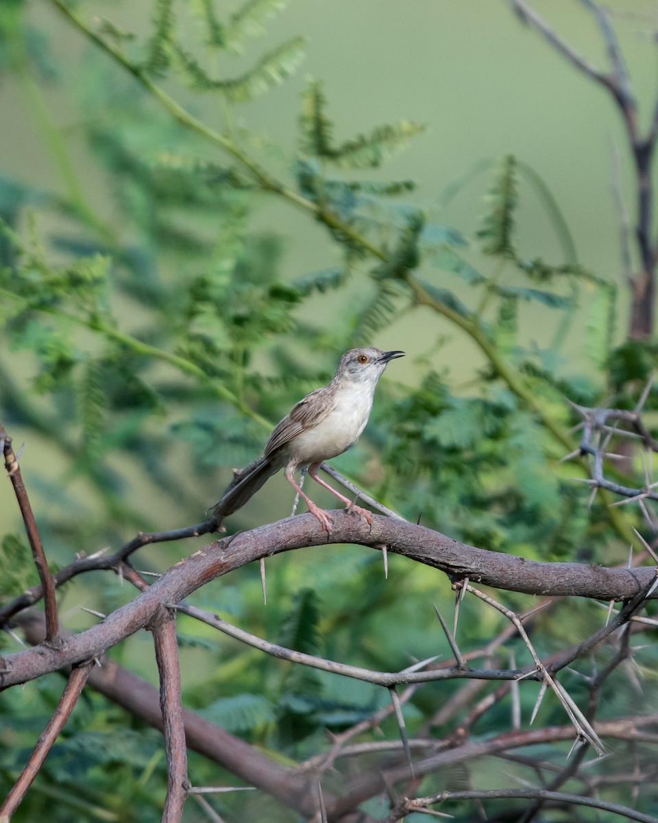 Delicate Prinia - ML642848371
