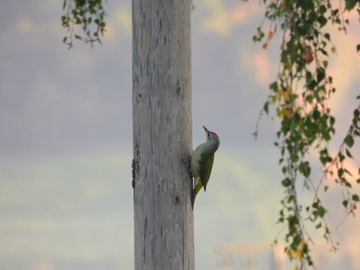 Gray-headed Woodpecker - ML642848373