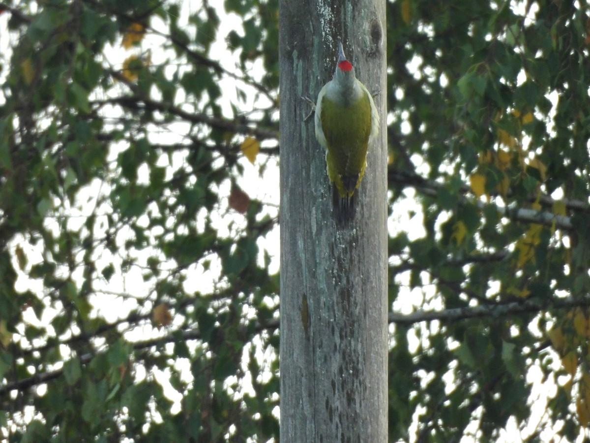 Gray-headed Woodpecker - ML642848374