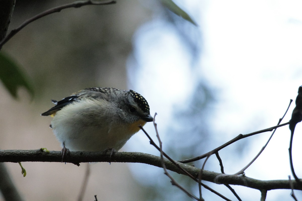Spotted Pardalote - ML642848375