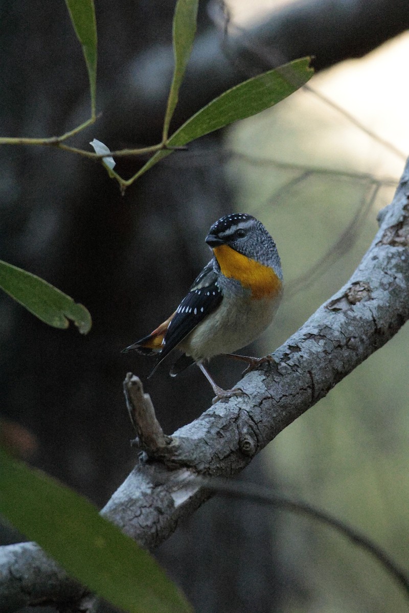 Spotted Pardalote - ML642848376