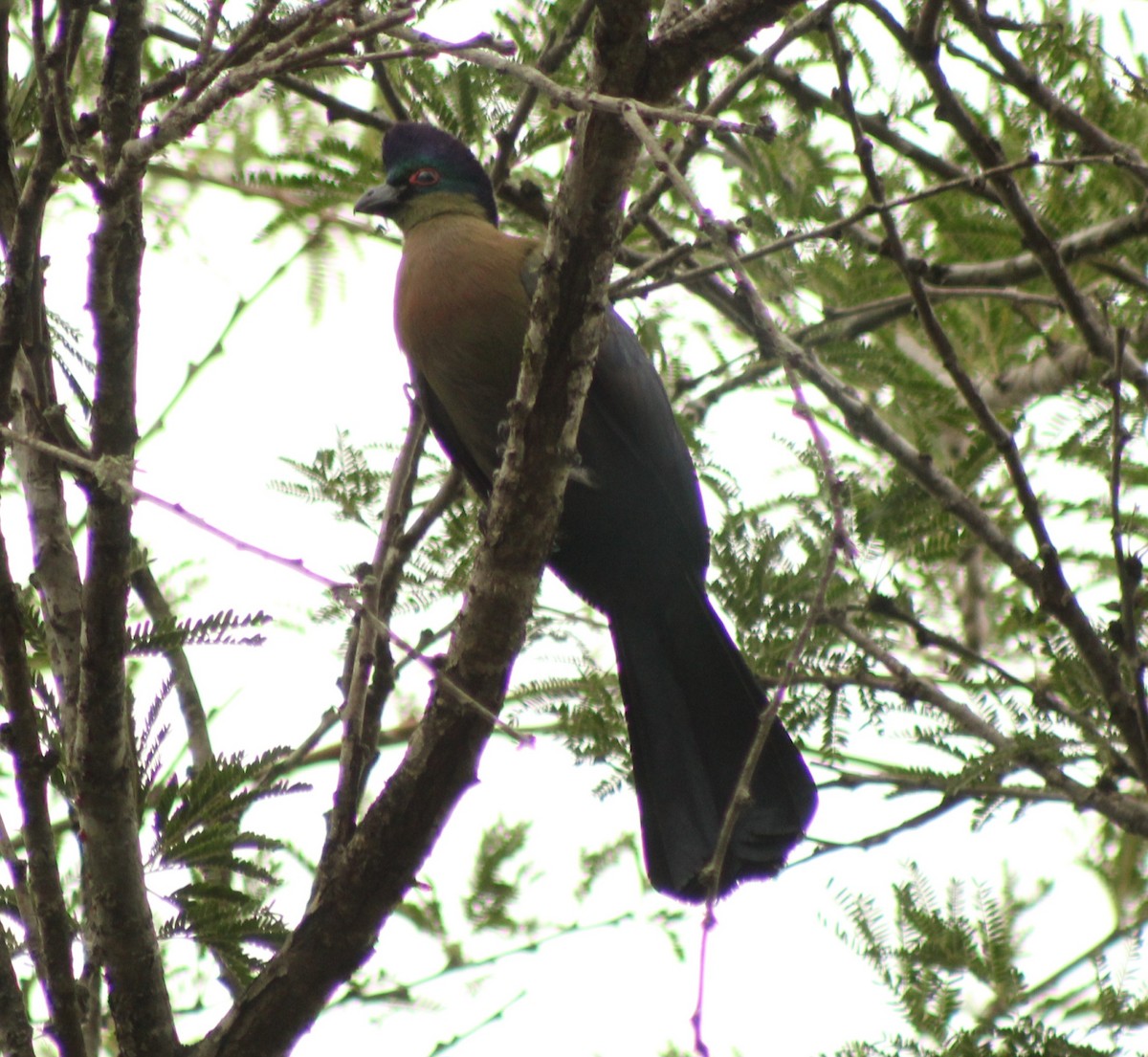 Purple-crested Turaco - ML642848377