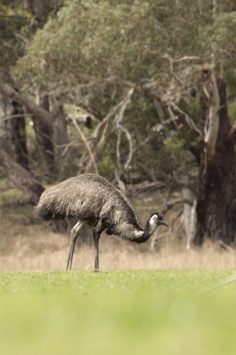emu hnědý - ML642848394