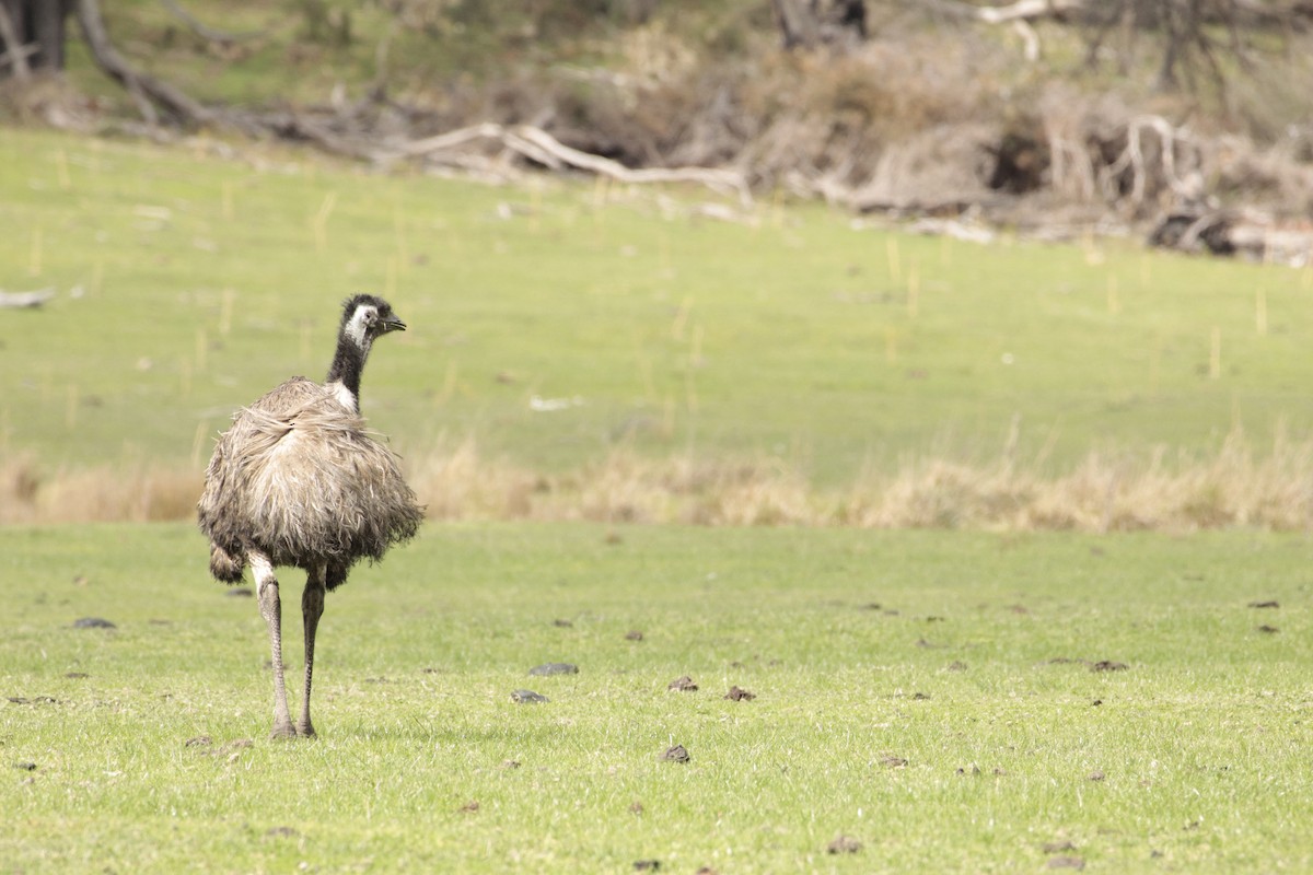 emu hnědý - ML642848401