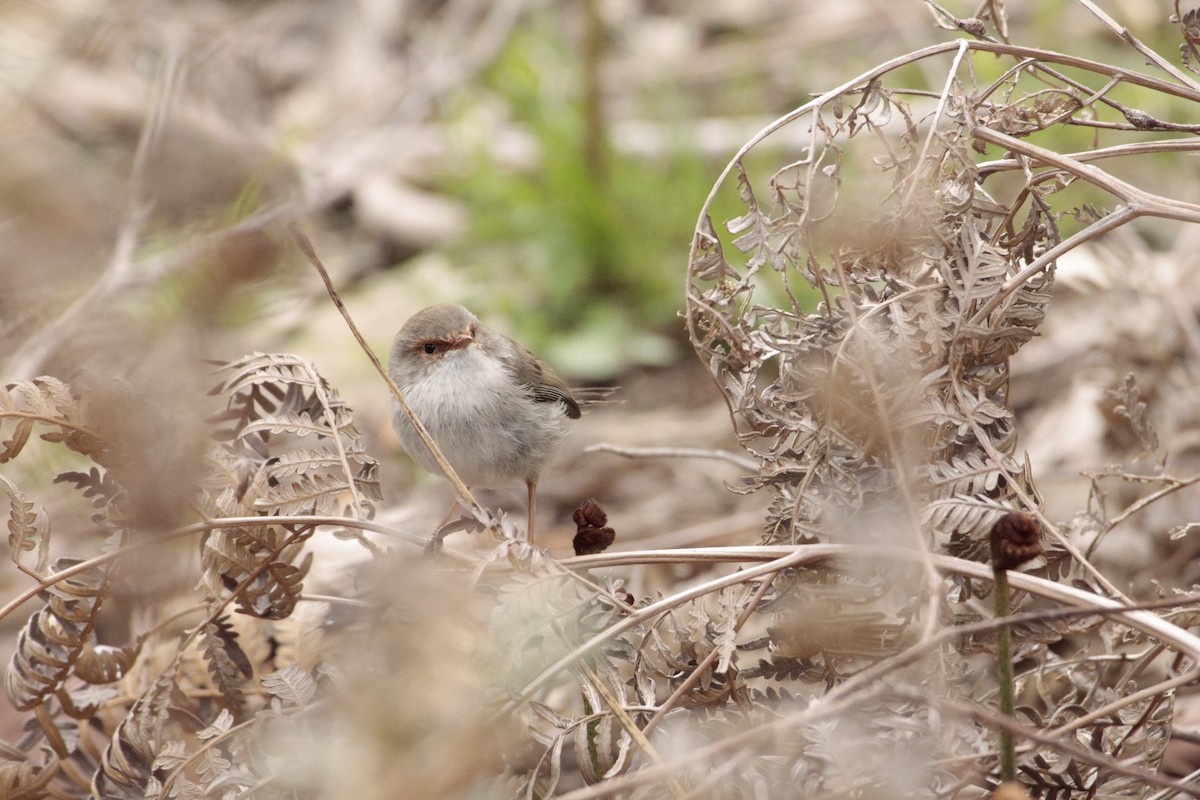 Superb Fairywren - ML642848403