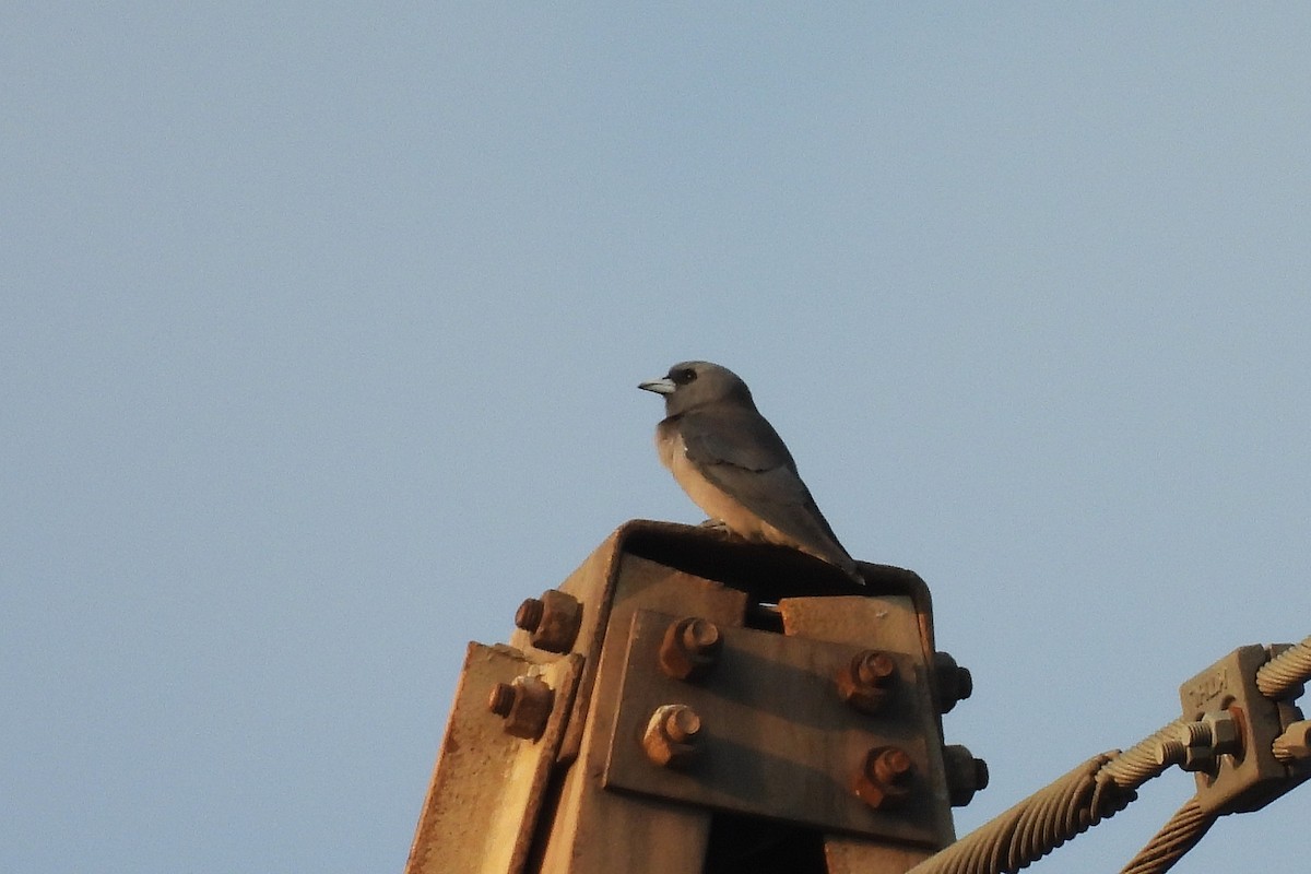 Ashy Woodswallow - ML642848404