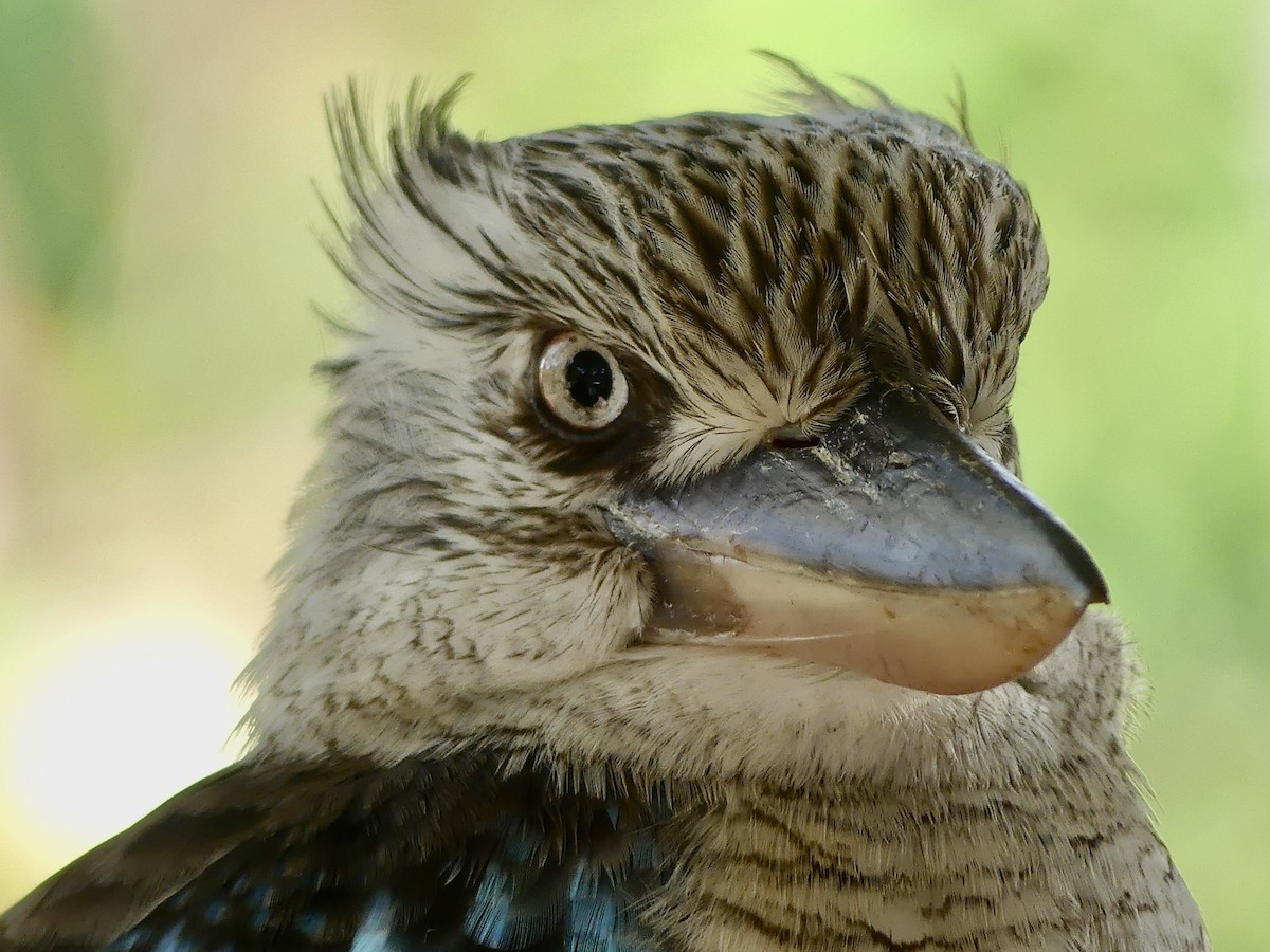 ledňák kukabura - ML642848413