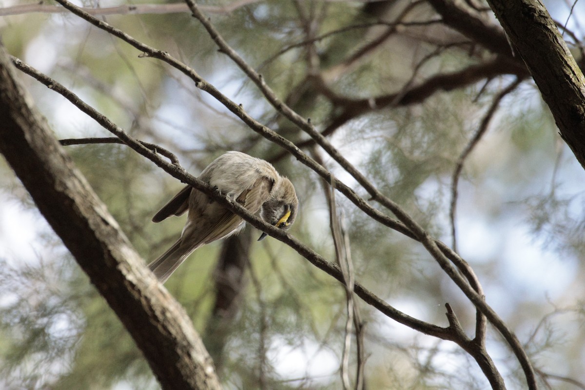 Yellow-faced Honeyeater - ML642848422