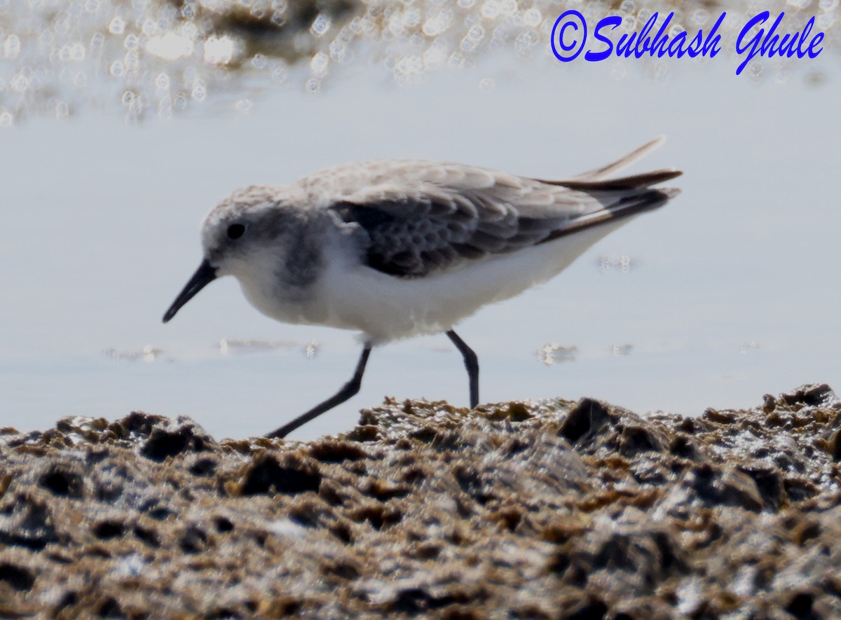 Temminckstrandläufer - ML642848424