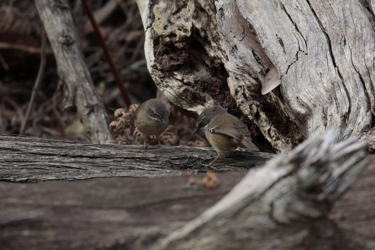 White-browed Scrubwren - ML642848432