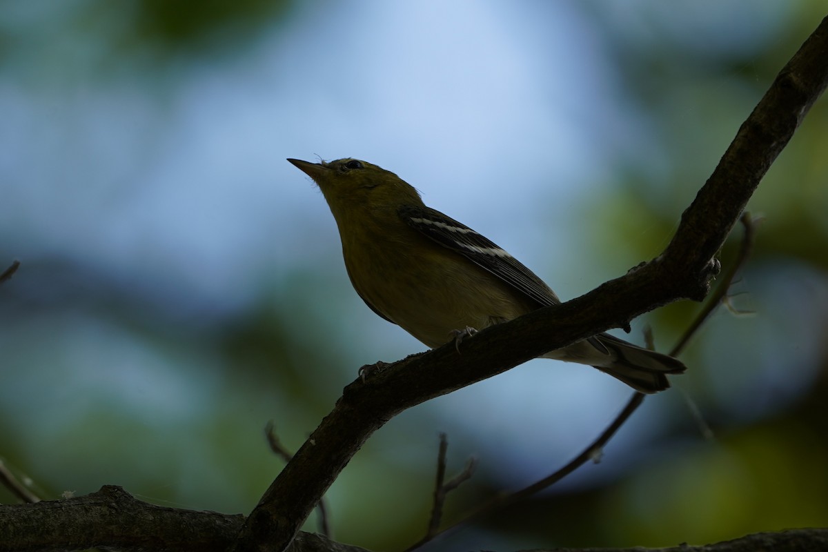 kastanjeparula - ML642848435