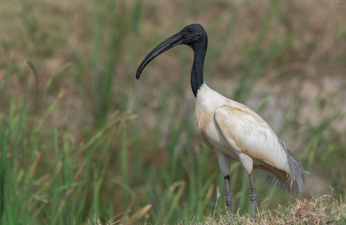 Black-headed Ibis - ML642848436