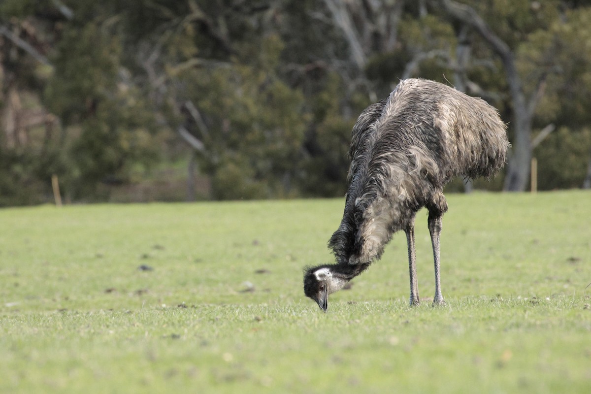 emu - ML642848440
