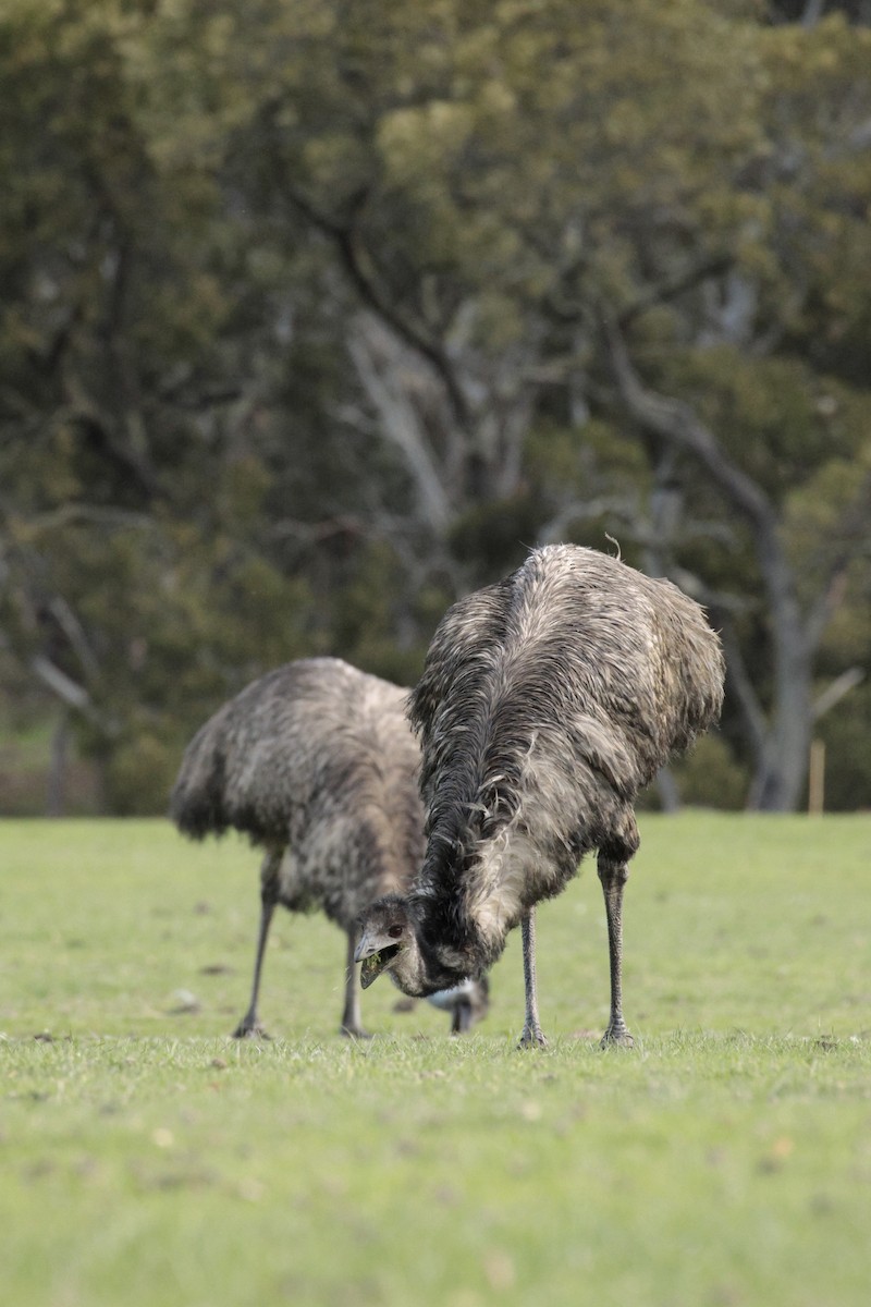 emu - ML642848441