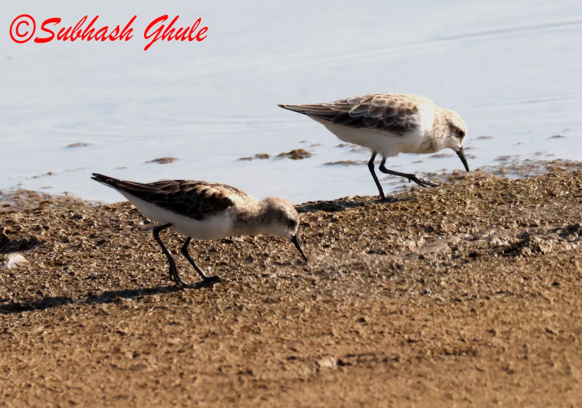dvergsnipe - ML642848442