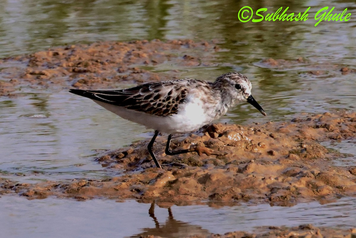 dvergsnipe - ML642848443