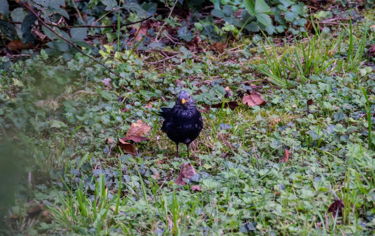 Eurasian Blackbird - ML642848464
