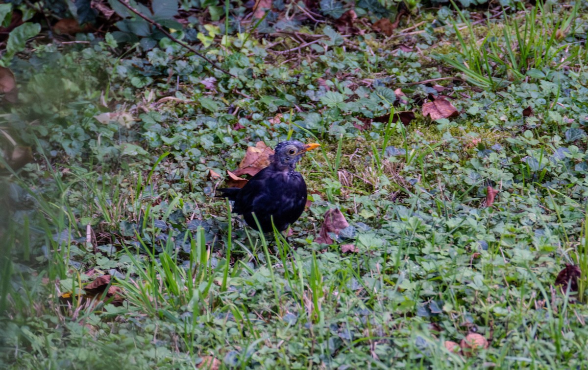 Eurasian Blackbird - ML642848465