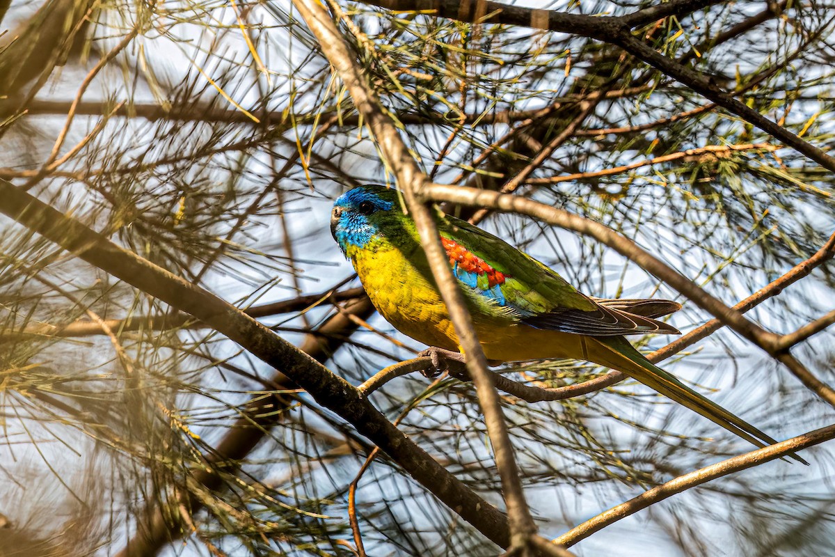 Turquoise Parrot - ML642848469
