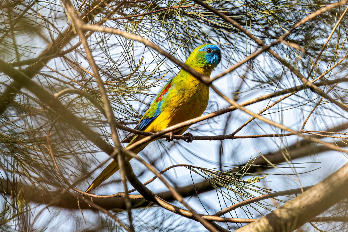 Turquoise Parrot - ML642848475
