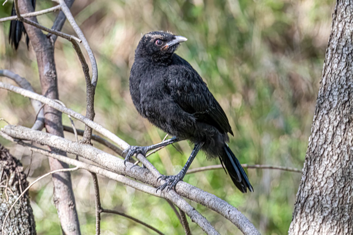 White-winged Chough - ML642848491