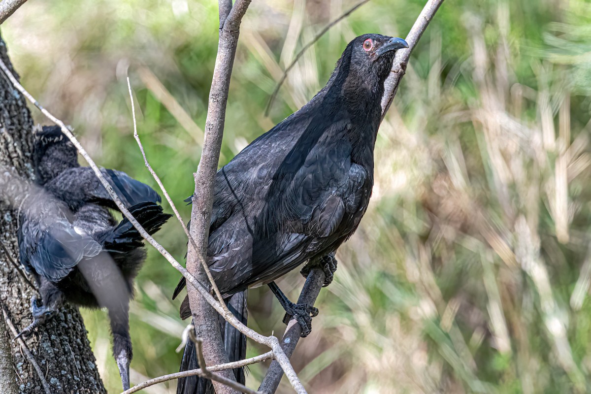 White-winged Chough - ML642848492