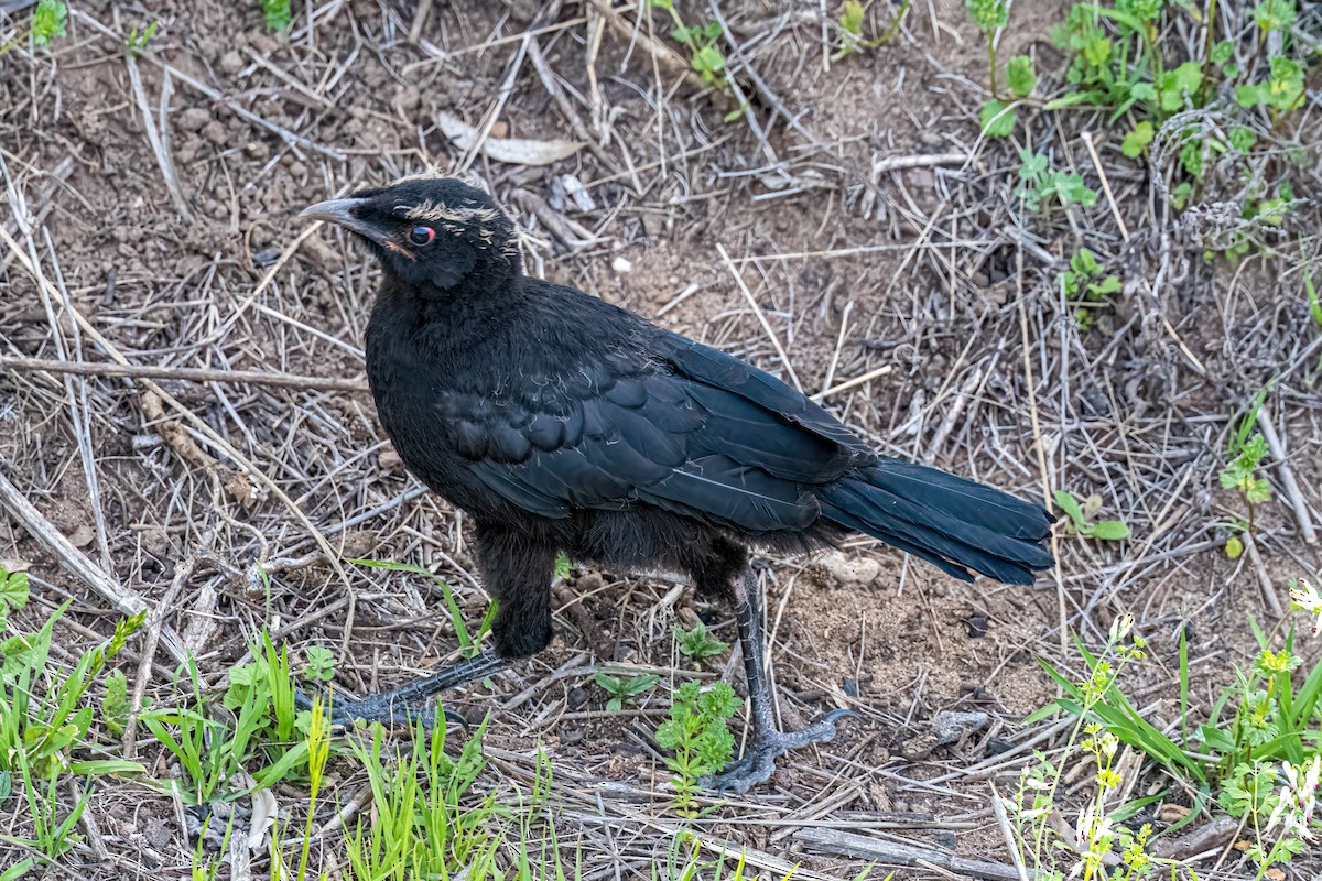 White-winged Chough - ML642848493