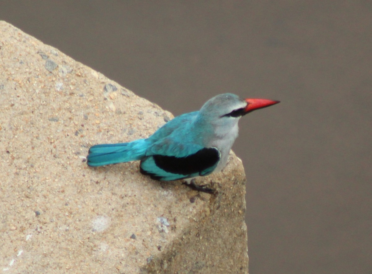 Martin-chasseur du Sénégal - ML642848501