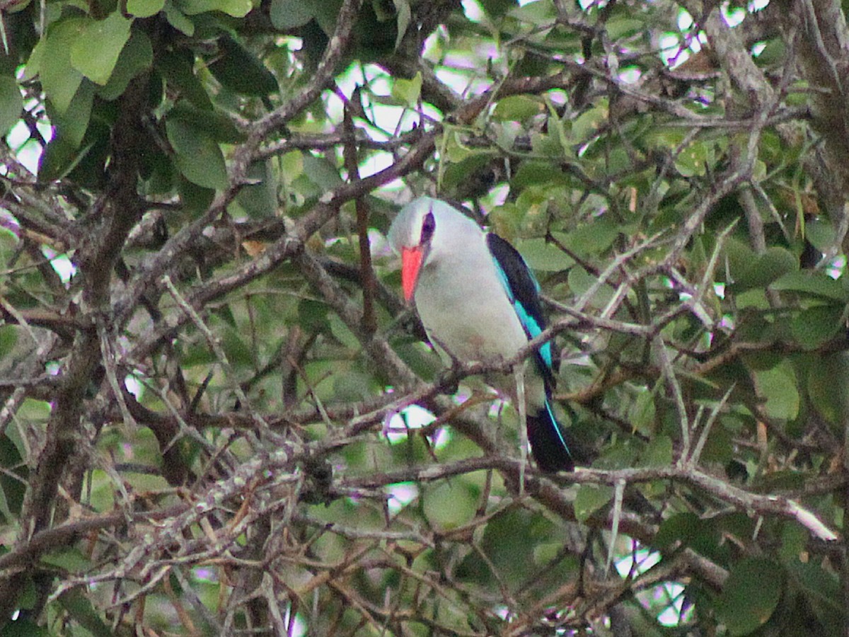 Martin-chasseur du Sénégal - ML642848502