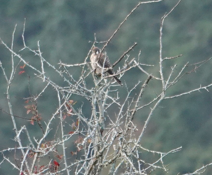 Crécerelle d'Amérique - ML642848512