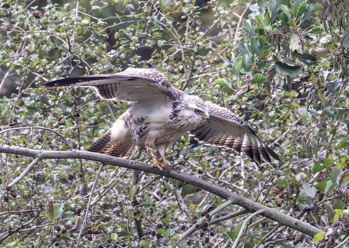 Buse variable - ML642848524