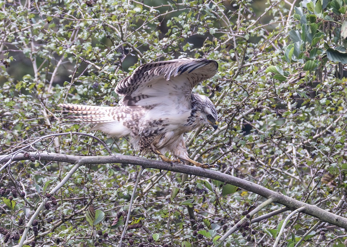 Buse variable - ML642848525
