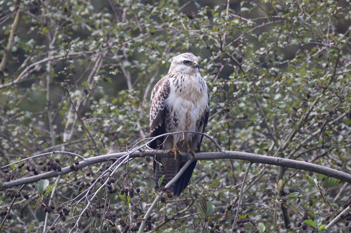 Buse variable - ML642848526