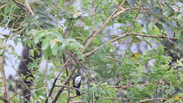 Indian Scimitar-Babbler - ML642848534