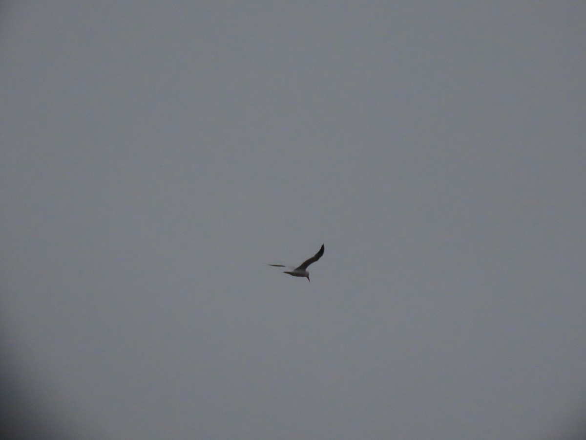 Caspian Tern - ML642848560