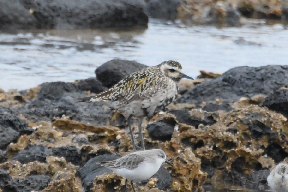 Pacific Golden-Plover - ML642848564