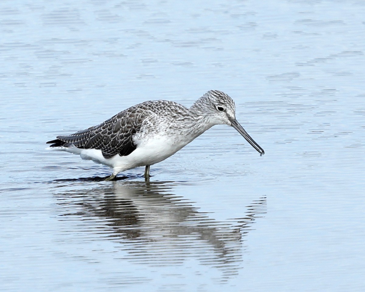 Common Greenshank - ML642848565