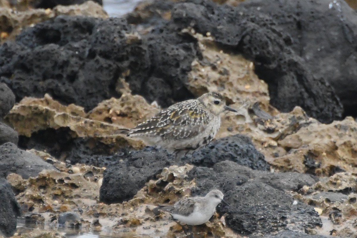 Pacific Golden-Plover - ML642848566
