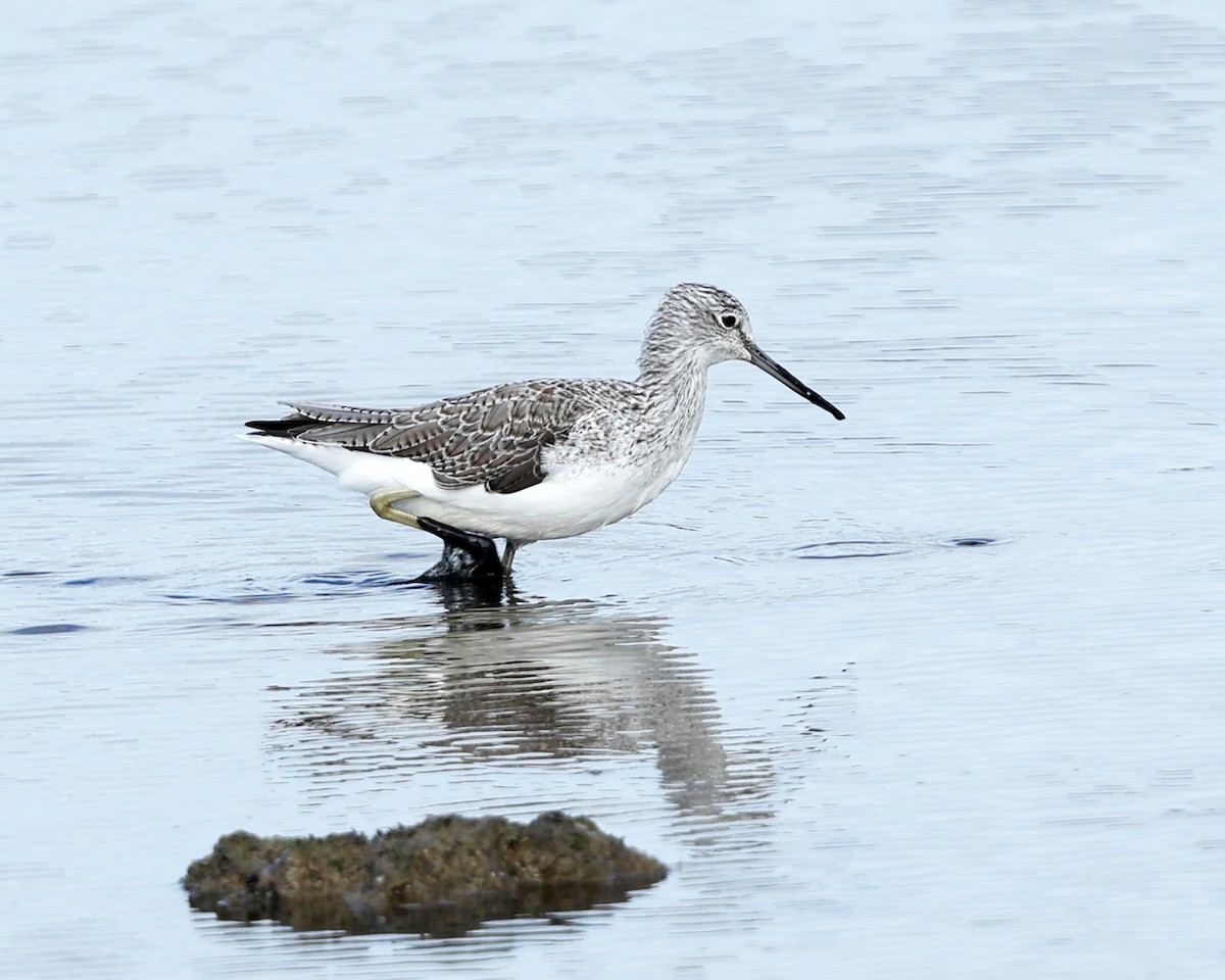 Common Greenshank - ML642848567